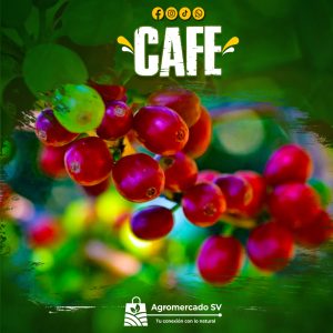 PRODUCTOS_CAFE
