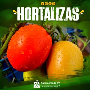 PRODUCTOS_HORTALIZAS
